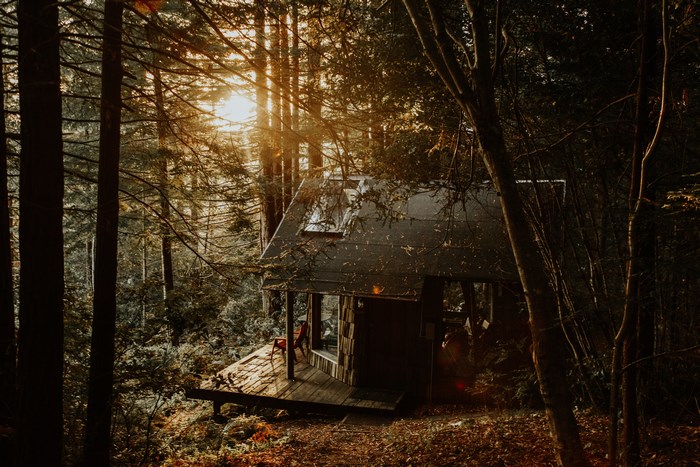 Cabin in a sun-drenched forest