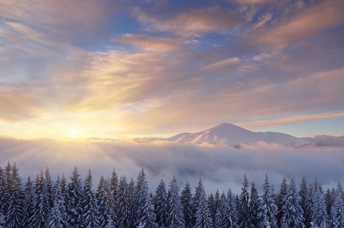 Sunrise over snowy mountains and pine forest 4K