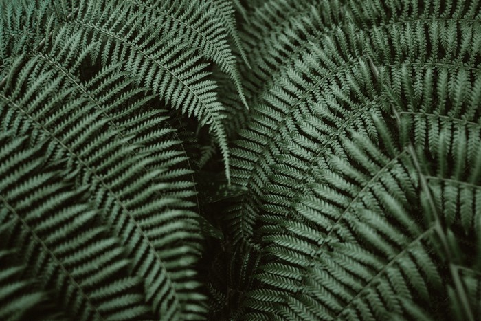 Close-up of dark green fern fronds