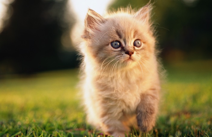 Fluffy kitten with blue eyes on grass
