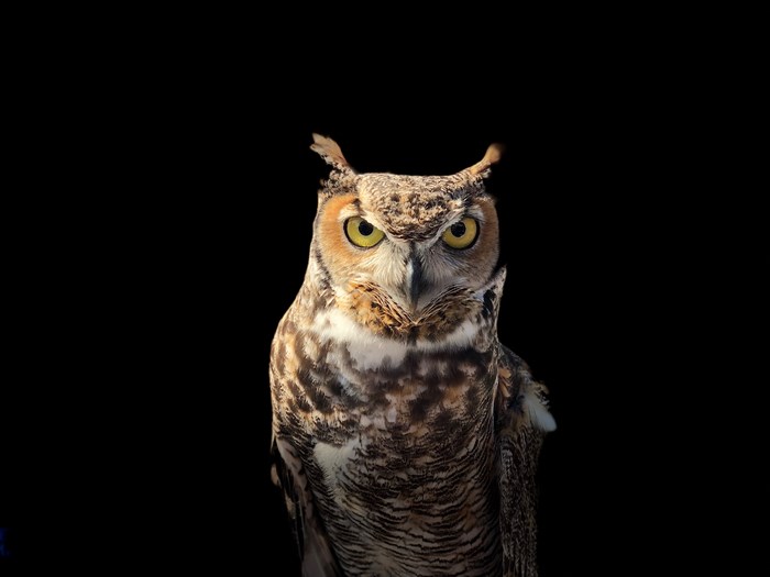 Great Horned Owl with yellow eyes on black background