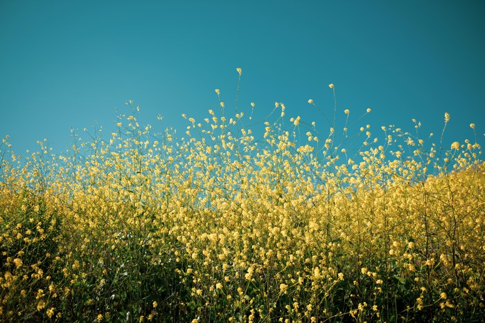 Field of yellow flowers under a blue sky