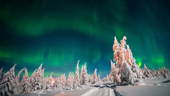 Aurora Borealis over snow-covered trees
