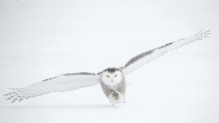 Snowy owl in flight against a white background