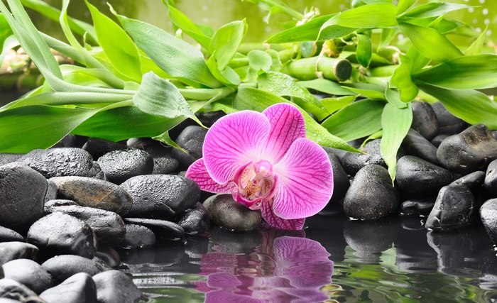 Pink orchid on black stones with bamboo