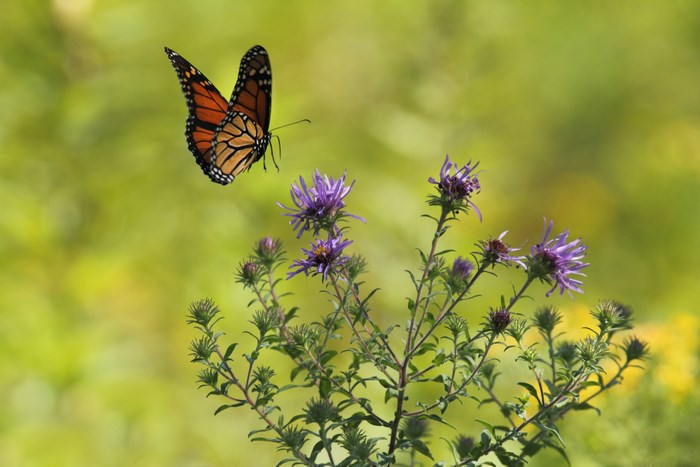 Monarch butterfly flying near purple flowers