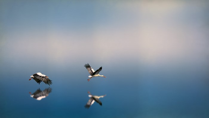 Two storks flying over a reflective blue surface