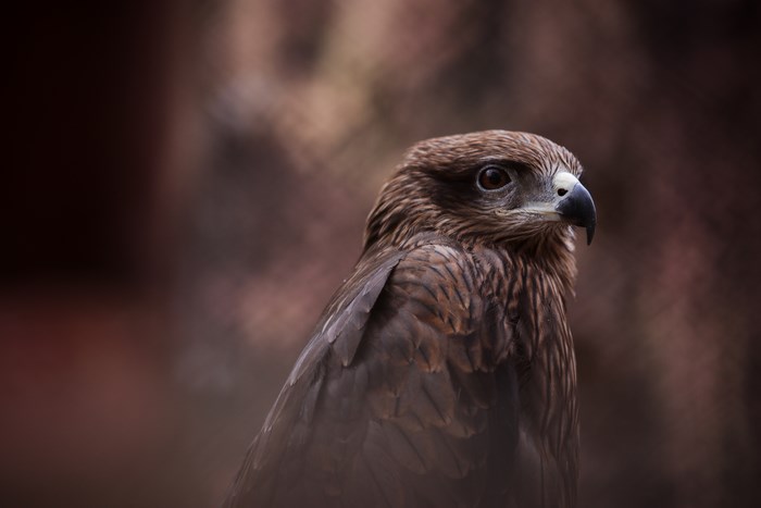 Close-up of a brown hawk with sharp beak and eye