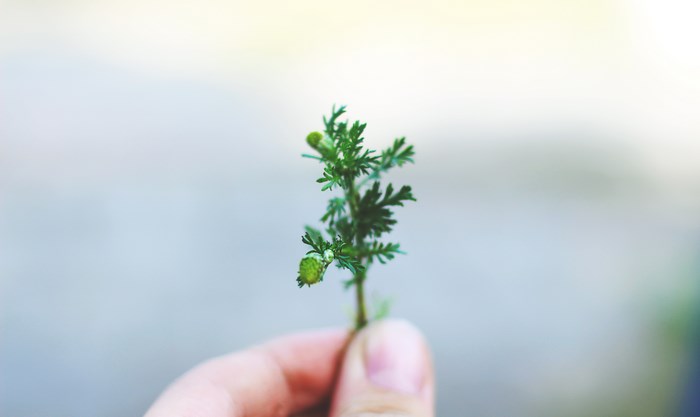 Hand holding a small green plant with leaves