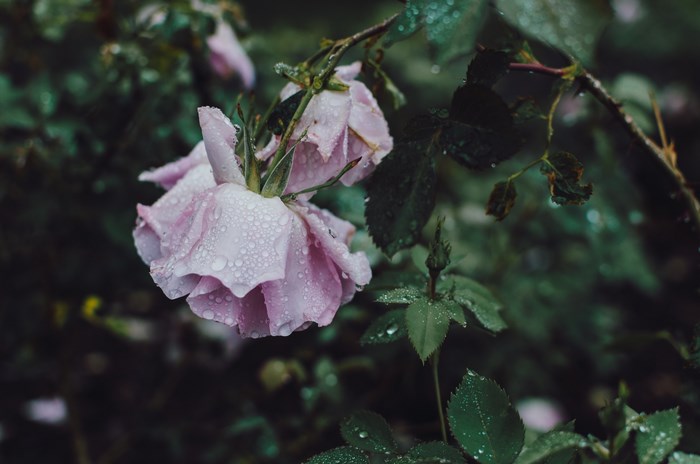 Pink roses with water drops in nature