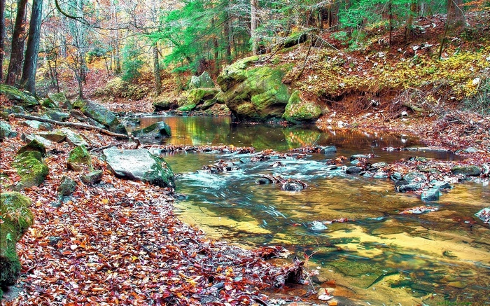 Autumn forest stream with fallen leaves and mossy rocks