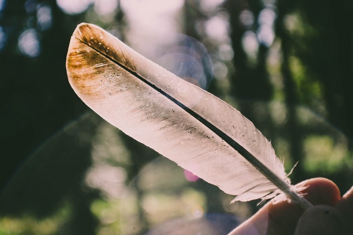 Close-up of a feather held by a hand