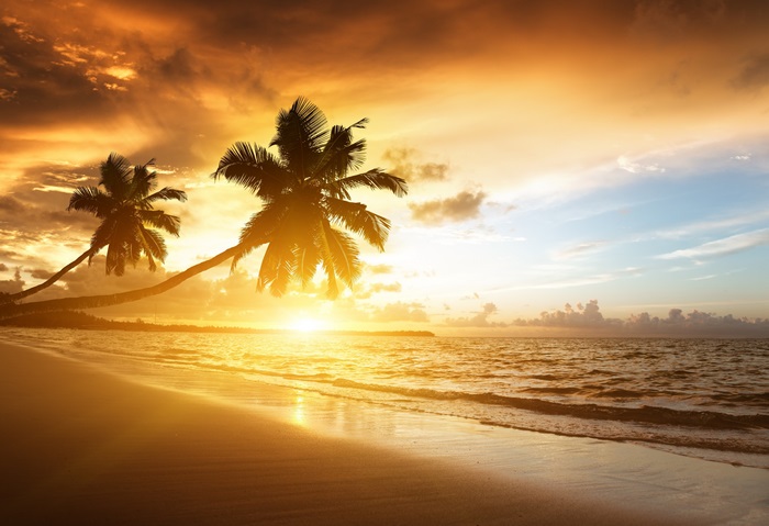 Beach with palm trees at sunset