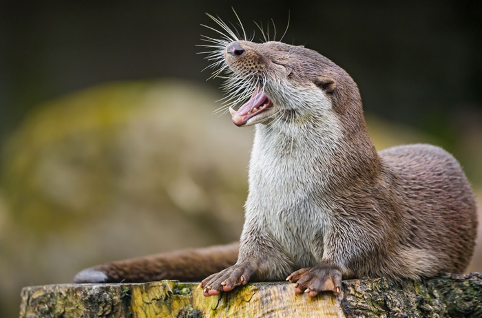 4K Close-up of Otter Yawning on Tree Stump