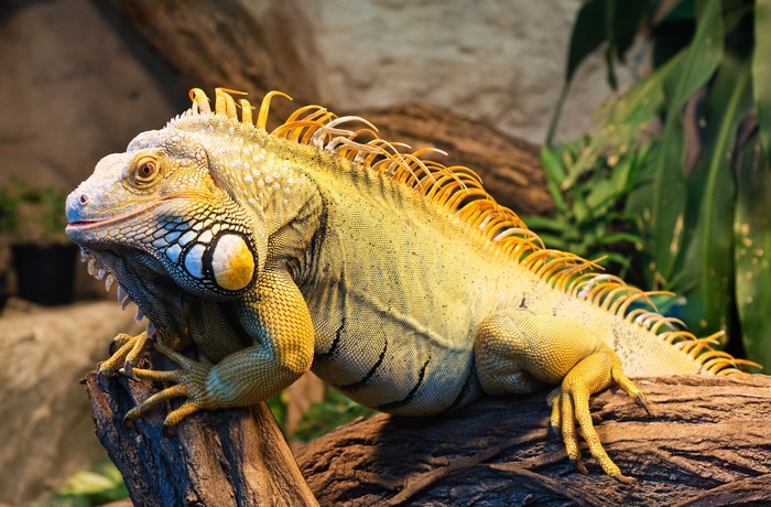 4K Close-up of Yellow Iguana on Tree Branch