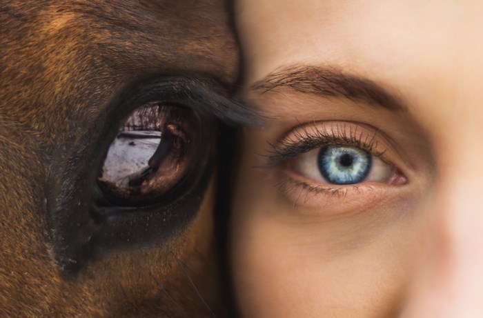 Close up of a horse's eye and a woman's blue eye
