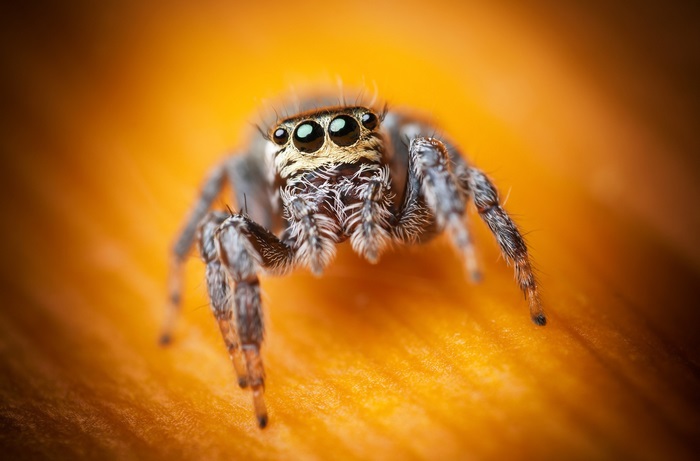 Jumping spider on orange surface 4K