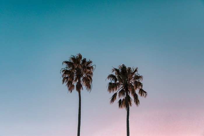 Two palm trees against a pastel sky
