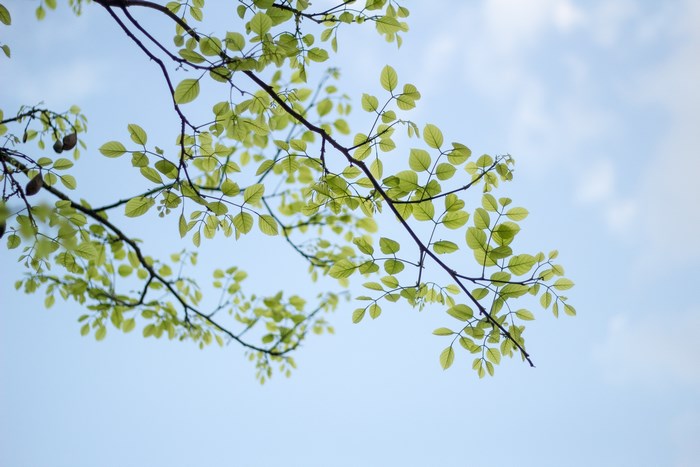 Green leaves on branches against a pale blue sky
