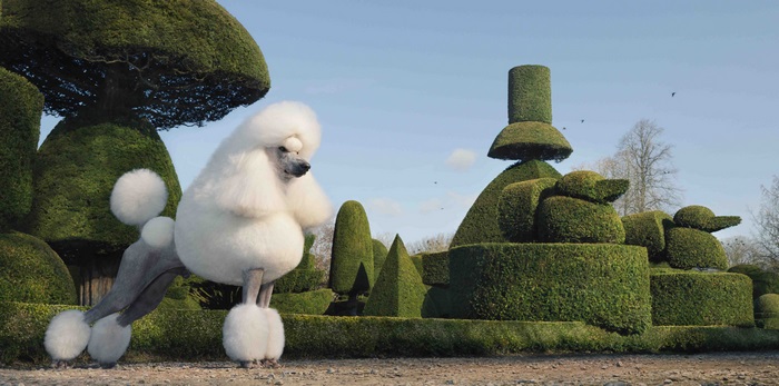 White Poodle in a Topiary Garden