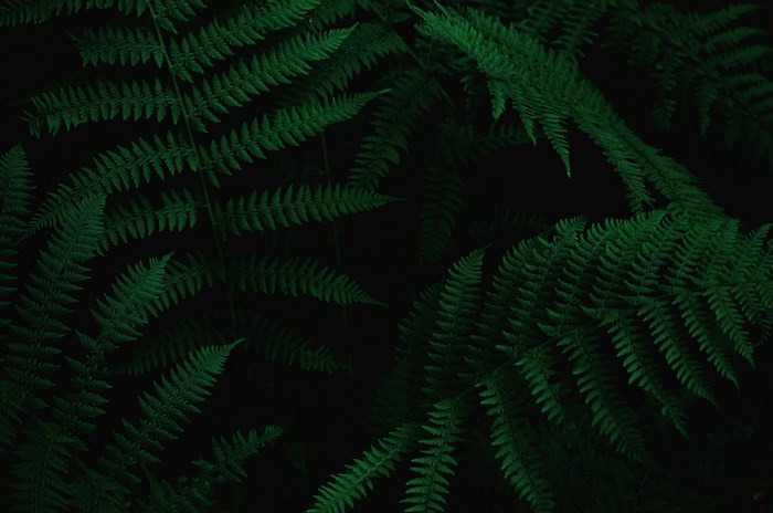 Moody Green Fern Leaves in Dark Forest