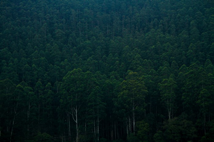 Dense forest with tall trees
