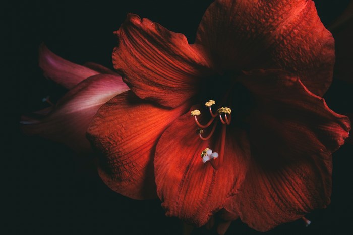 Close-up of a red amaryllis flower with yellow stamens