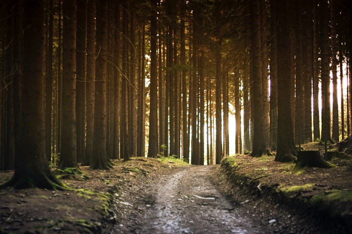 Dirt path through a sunlit forest