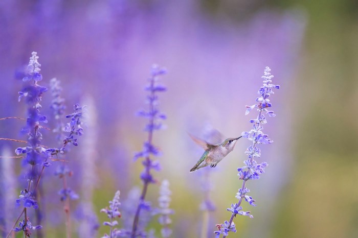Hummingbird feeding on purple flowers