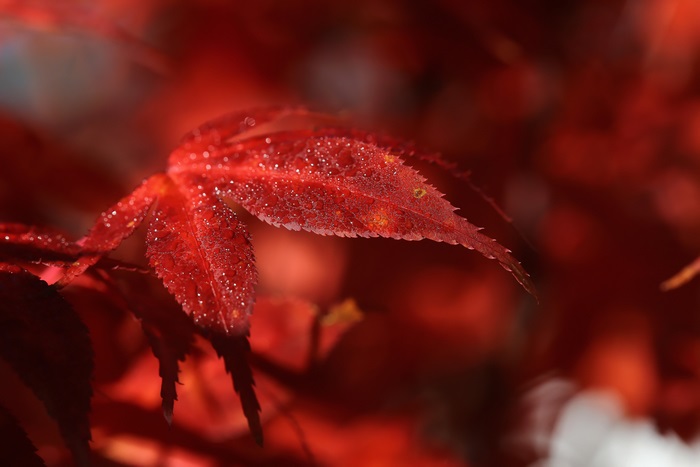 4K Close-Up of Red Leaves with Dew Drops