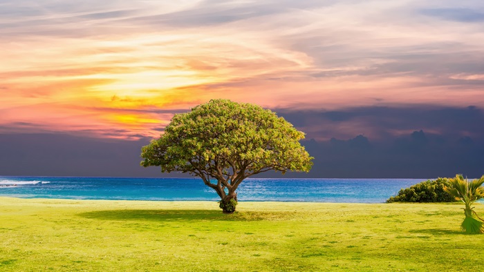 Tree on a grassy field by the ocean at sunset