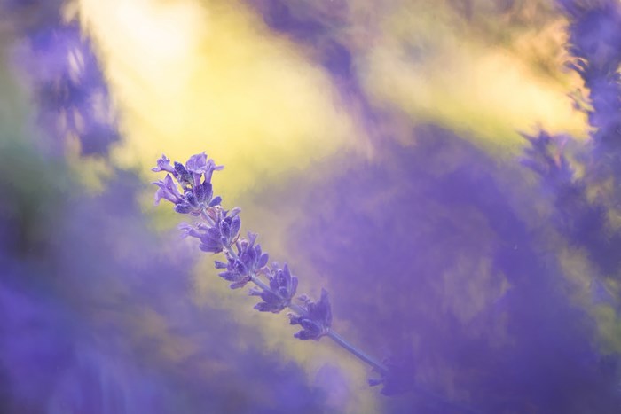 Close-up of a lavender sprig with a blurred background