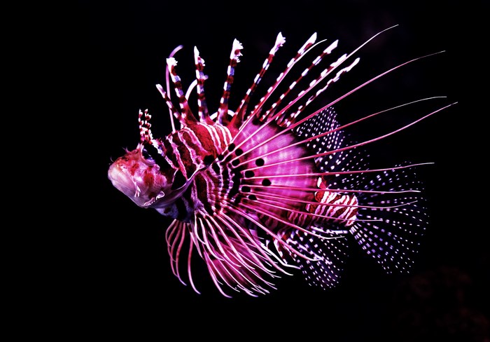 Vibrant Pink Lionfish with Striking Spikes in Australia