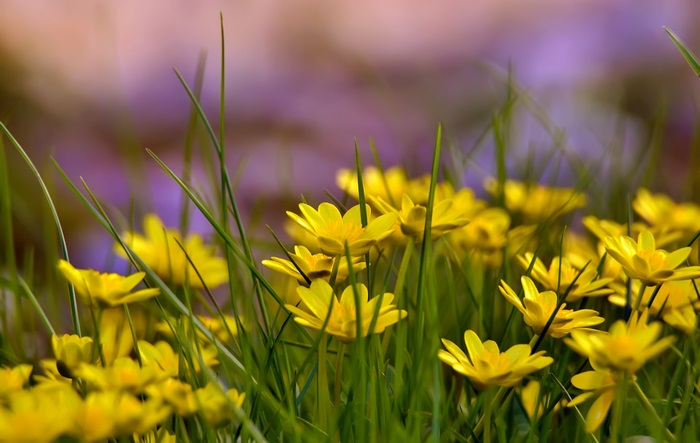 Yellow flowers and green grass in 4K