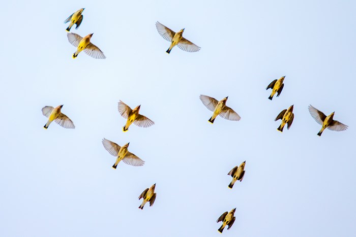 A flock of yellow birds in flight against a pale sky