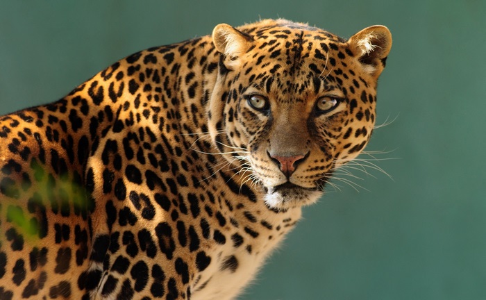 Close-up of a Jaguar in Stunning 4K Detail