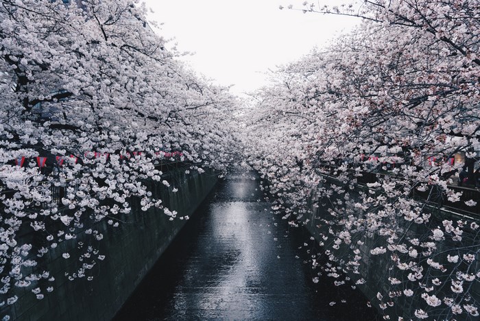 Cherry blossoms line a canal in Nakameguro, Tokyo