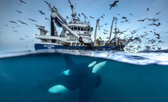 Orca swims near fishing boat with seagulls