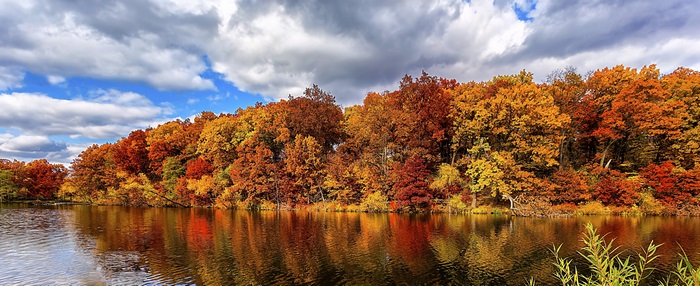 Autumn trees reflecting in a lake