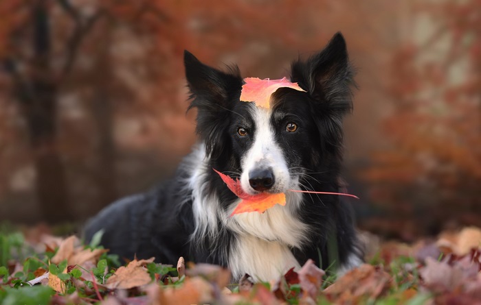 Border Collie with Autumn Leaves