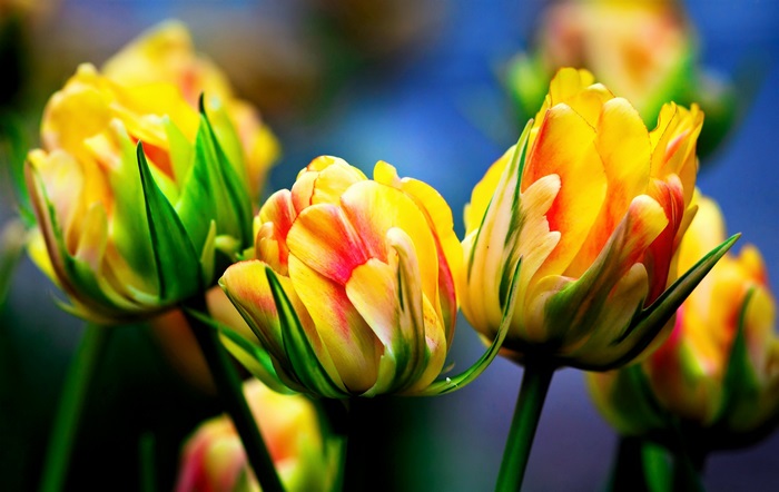 Yellow and red tulips 4K