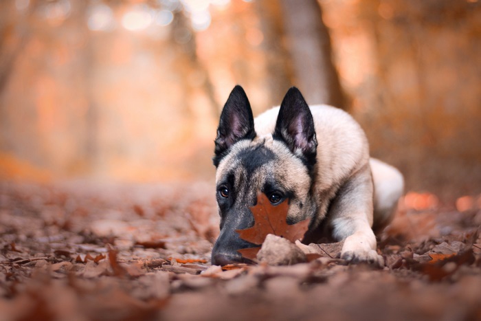 Belgian Malinois with leaf in autumn forest 4K