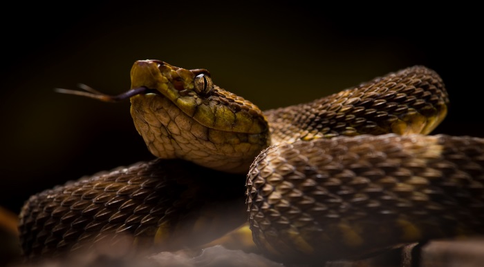 Viper snake 4K