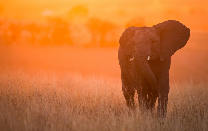 Elephant in a field at sunset