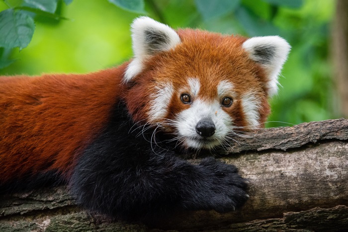 4K Close-up of a Resting Red Panda on Tree