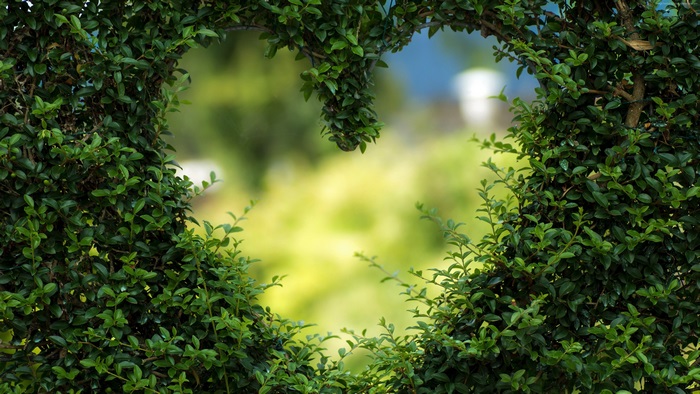 Heart-shaped hedge with blurred background