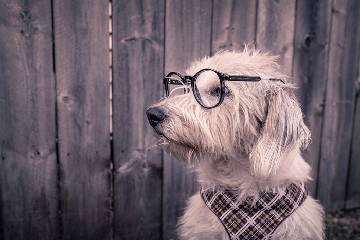 Dog wearing glasses and bandana