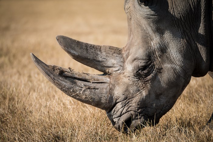 Close-up of a rhinoceros head with two horns