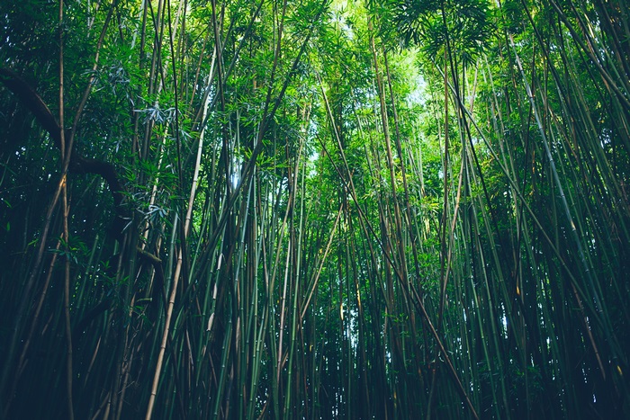 Bamboo forest 4K