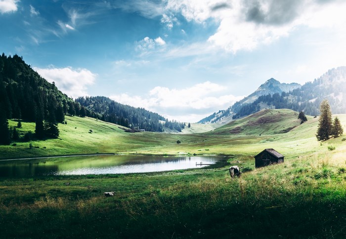 Cow grazing near a lake in a mountain valley